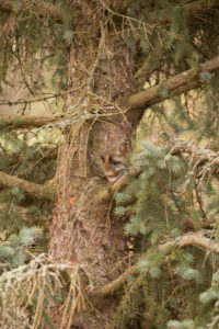 Eurasian red squirrel (Sciurus vulgaris), spruce branches, Finland Eurasian red squirrel (Sciurus vulgaris), spruce branches, Finland